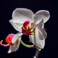 Orchidea gondozás
